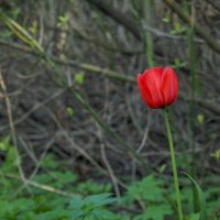 В одиночестве :: Магомед .