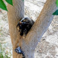 Котёнок на дереве. :: Валерьян Запорожченко