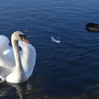 Себеж, озеро, лебедь... :: Владимир Павлов