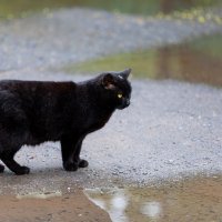 Встреча с черным котом . :: Олег Чернышев