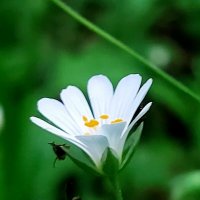 Весенний цветок :: Светлана Фролова