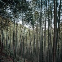 Бамбуковый лес, Ханчжоу :: Дмитрий 