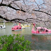 Токио Япония выходной в парке Уэно :: wea *