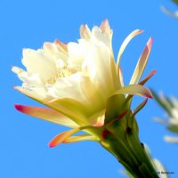 Цветок кактуса Цереус. :: Валерьян Запорожченко