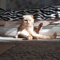 Солнечный кот :: Евгения 