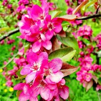 Яблони цветут - 3 :: Сергей 