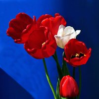 Тюльпаны моего сада... :: Владимир Шошин