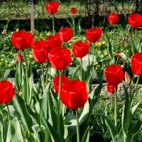Праздник красных тюльпанов!!! :: ГЕНРИХ 