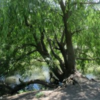 Старое дерево у реки :: Нина Бутко