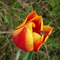 Степные тюльпаны Калмыкии :: Лидия Бусурина