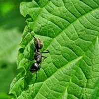 Бурий лісний мураха - Formica fusca. :: Ivan Vodonos