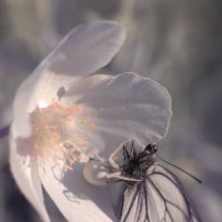 "Гостеприимство" хозяйки белого цветка :: Владилен Панченко