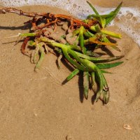 Морские водоросли! :: Светлана Хращевская