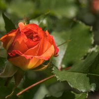 Красная роза - эмблема любви! :: Юрий ЛМ