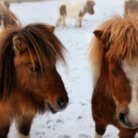 Ponys :: Elena Wymann