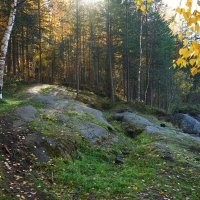 Осень в Карельском лесу :: Анастасия Софронова