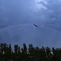 Солнце, радуга и птицы! :: Валентина  Нефёдова 