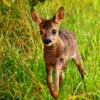 Bambi :: Elena Wymann