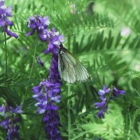 Лето, бабочки, цветы :: Сергей Царёв