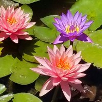 Водяная лилия, нимфея, кушинка - цветок прекрасный, сказочный. :: Светлана Хращевская