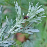 Полин гіркий (Artemisia absinthium).  Клоп самка с виводком . Красный капсид — Deraeocoris ruber :: Ivan Vodonos