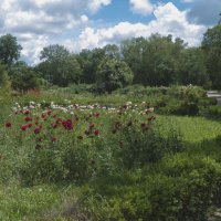 Ботанический  сад имени  Н В Багрова :: Валентин Семчишин