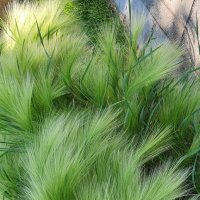 Шёлковая трава :: Светлана Ан