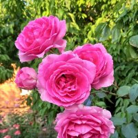 Фотопортрет розовой семейки :: tatyana 