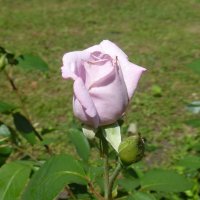 Лиловая роза :: Наиля 