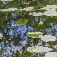 Заросший кувшинками пруд в Шуваловском парке :: Стальбаум Юрий 