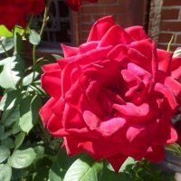 Красная роза :: Наиля 