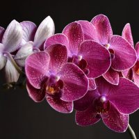 Цветут орхидеи... :: Валентина  Нефёдова 