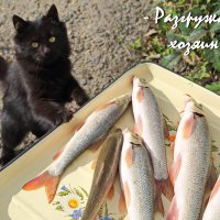 День рыбака - праздник для кота. :: Пётр Четвериков