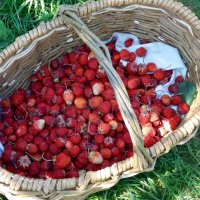 Последние ягоды самые вкусные ! :: Galina Solovova