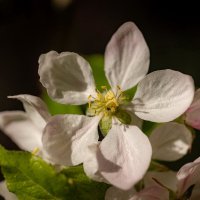 О яблоневом цвете... :: Николай Гирш