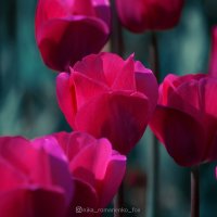 Тюльпаны :: Ника Романенко
