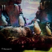 Пингвинвы в казино "Голден палас" :: Михаил Покровский