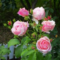 Розы нам даны природою, чтобы пахли и цвели :: Ольга Довженко