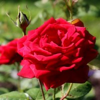 Мои розы (2) :: Nina Karyuk