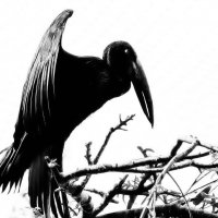 Чёрная птица :: Alexander Andronik