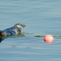 Тюлень отдыхает на плоту :: Natalia Harries