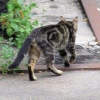 Кошка ,которая гуляет сама по себе. :: Ольга Довженко