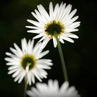 Leucanthemum vulgare Нивяник обыкновенный Поповник :: wea *