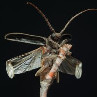 Усач бурый сосновый Arhopalus rusticus (Linnaeus, 1758) :: Денис Ветренко