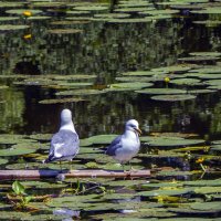 Чайки на озере :: Сергей Цветков