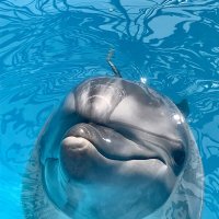 С дельфиньим приветом! :: Pippa 