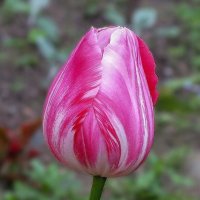 Бутон тюльпана :: Любовь Зинченко 