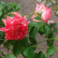 Розы из Летнего сада - прекрасного сада! :: Anna-Sabina Anna-Sabina