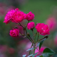 Roses/ розы :: Роман Шаров
