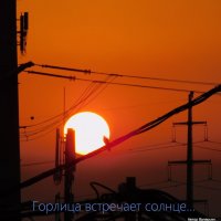 Восход. Горлица встречает солнце. :: Валерьян Запорожченко